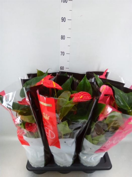 <h4>Anthurium   ...mix</h4>