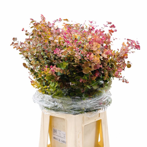 Euc. Stuartiana Autumn