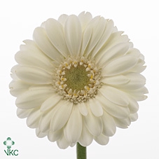 <h4>Ge Mi Albino</h4>