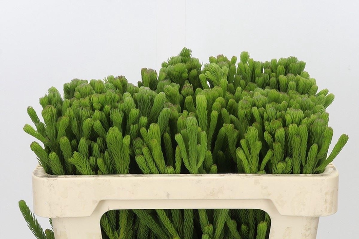 <h4>BRUNIA ALBIFLORA</h4>
