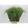 Panicum Fountain