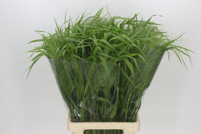 <h4>Panicum Fountain</h4>