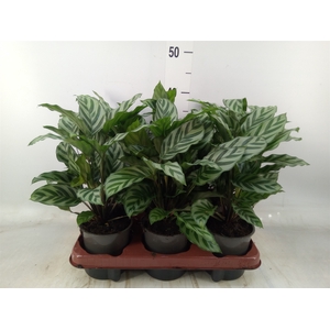 Calathea  'Freddie'