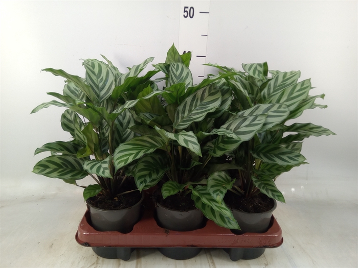 <h4>Calathea  'Freddie'</h4>