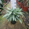 Aglaonema Silver Queen