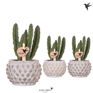 Kolibri Greens Stapelia Leendertziae in Marrakesh pot gold copper mix