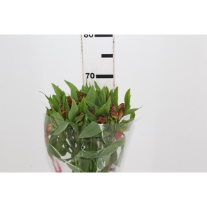 ALSTROEMERIA CINNAMON 070 CM