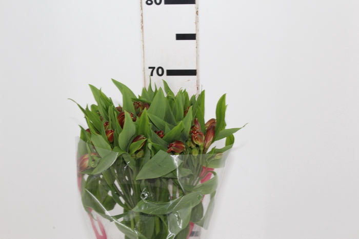 <h4>ALSTROEMERIA CINNAMON 070 CM</h4>