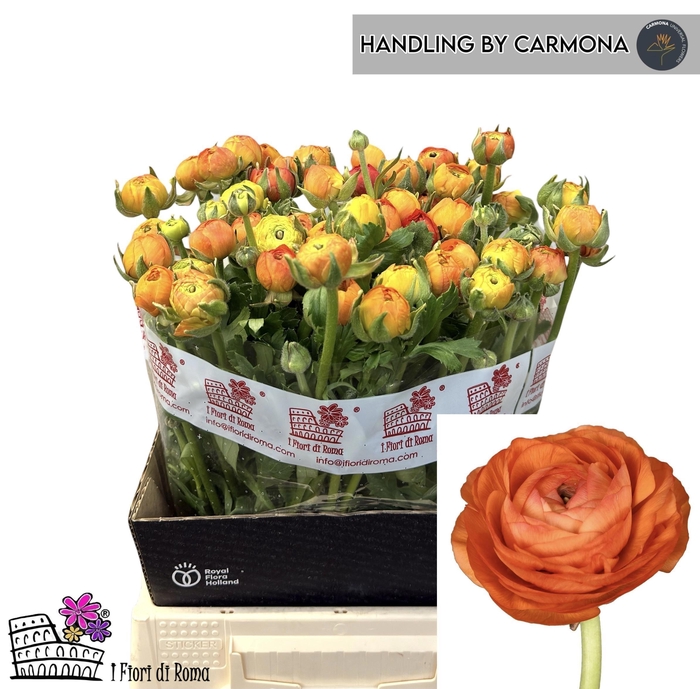 <h4>RAN EL ORANGE</h4>