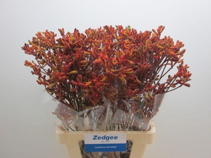 <h4>ANIGOZ SIENNA GOLD</h4>