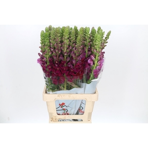 Antirrhinum Potomac Legend Light Pink