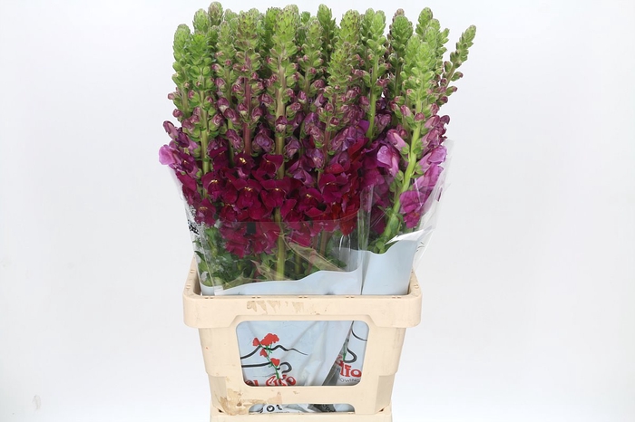 <h4>Antirrhinum Potomac Legend Light Pink</h4>