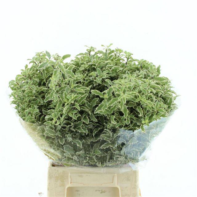 <h4>PITTOSPORUM BS</h4>