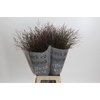 Panicum Virgatum Warrior