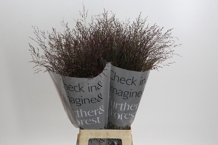 <h4>Panicum Virgatum Warrior</h4>