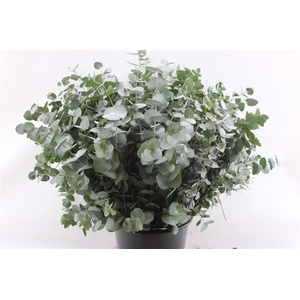 EUCALYPTUS CINEREA