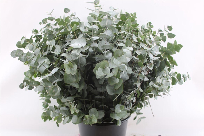 <h4>EUCALYPTUS CINEREA</h4>