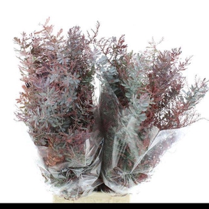 ACACIA BAILEYA BL BS
