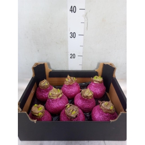 Hippeastrum   ...waxed H%