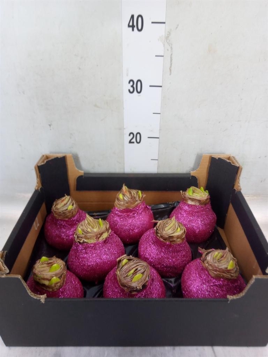 <h4>Hippeastrum   ...waxed H%</h4>