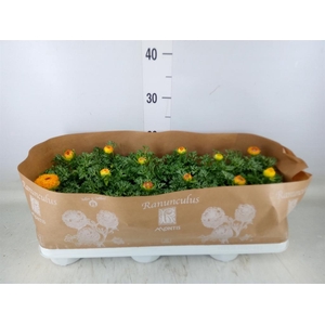 Ranunculus  'Sprinkles Red-Yellow'