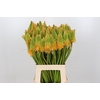 Kniphofia Eycone Peach