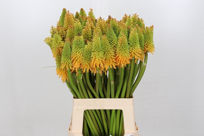 <h4>Kniphofia Eycone Peach</h4>