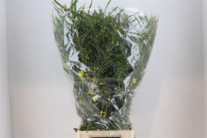 <h4>Mimosa Floribunda P Bunch</h4>