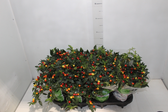 <h4>PIMENTA BODE P14</h4>