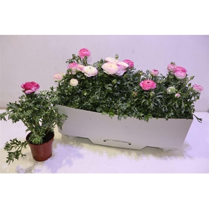 Ranun Sprink Vio Bic