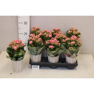 ARR KALANCHOE