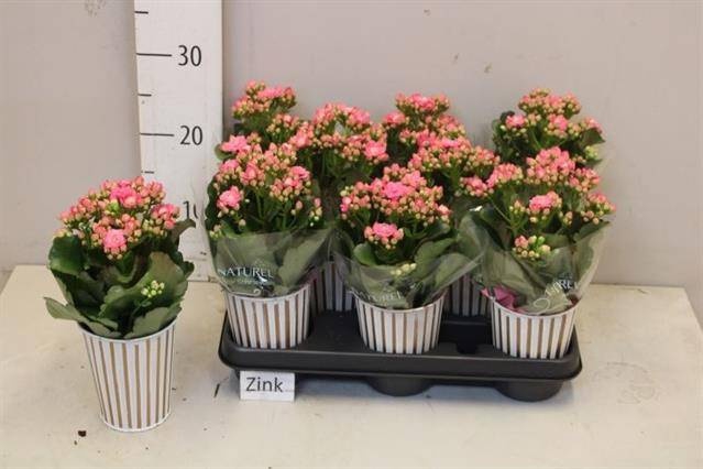 <h4>ARR KALANCHOE</h4>
