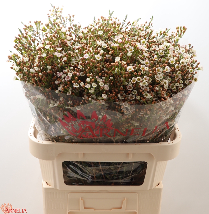 <h4>Chamelaucium Morning Delight</h4>