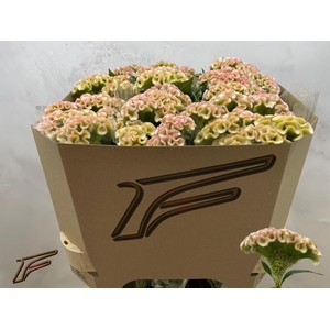 Celosia arg Cr Champagner