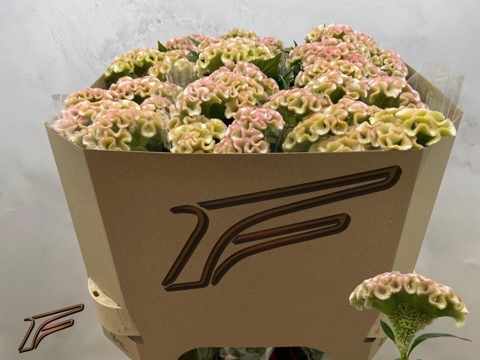 <h4>Celosia arg Cr Champagner</h4>