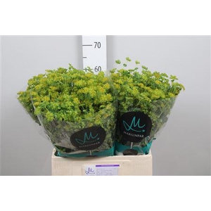 Bupleurum Rotundifol