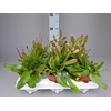 Rhipsalis