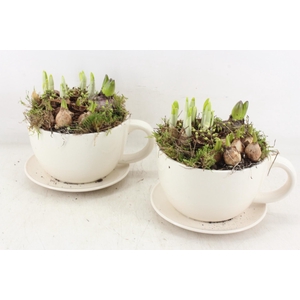 arr4 Bollenmix MB - Kop/schotel white x6