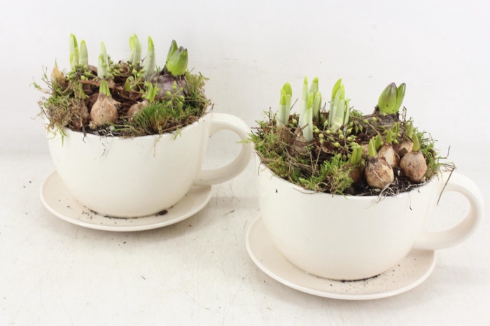 <h4>arr4 Bollenmix MB - Kop/schotel white x6</h4>