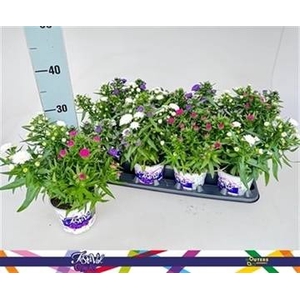 ASTER SHOWM GEM