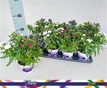<h4>ASTER SHOWM GEM</h4>