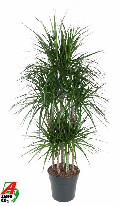 <h4>Dracaena</h4>