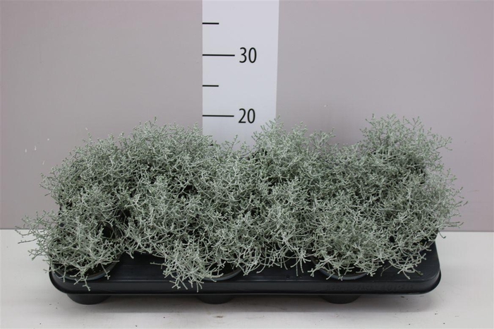 <h4>Calocephalus</h4>