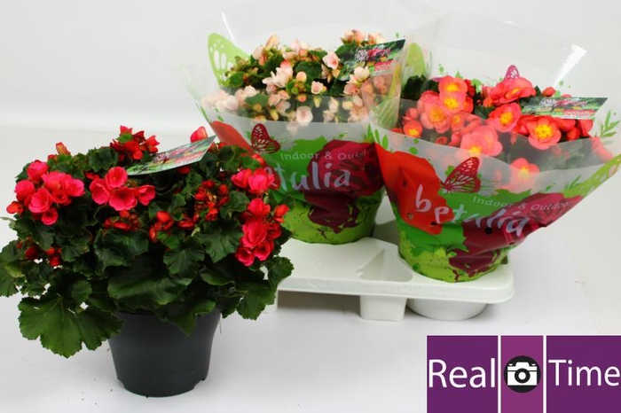 <h4>BEG EN BETULIA GEM</h4>