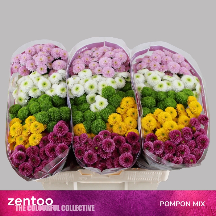 <h4>CHR S POMPON GEM BS</h4>