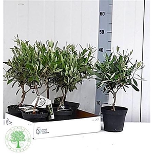 Olea Europaea