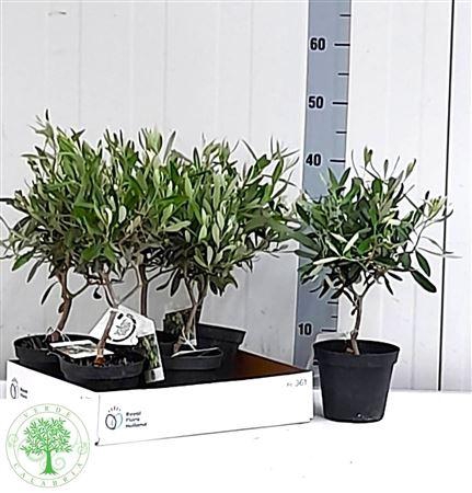<h4>Olea Europaea</h4>