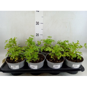 Levisticum officinale