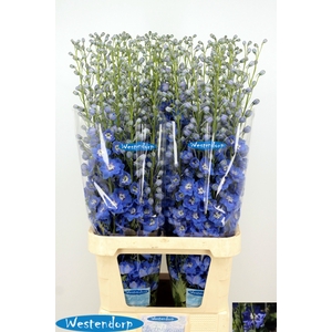 DELPH DU KI OCE BLUE
