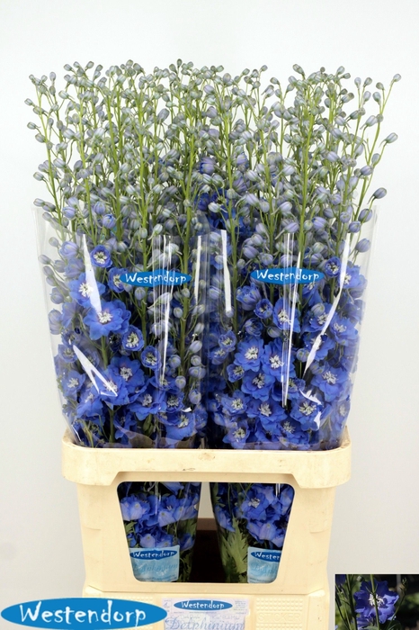 <h4>DELPH DU KI OCE BLUE</h4>